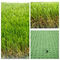 Sztuczna trawa krajobrazowa SGS o wysokiej gęstości dla dzieci o szerokości 4 m i szerokości 25 mm